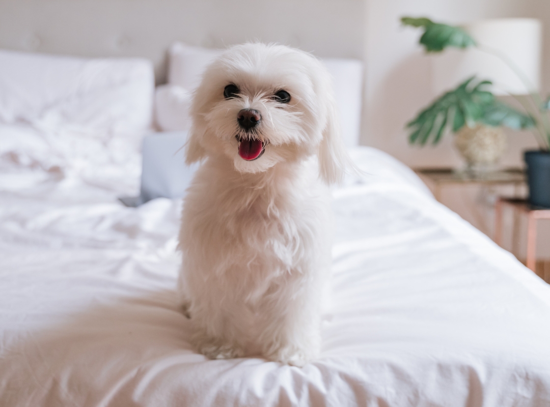 A small white dog comfortably sitting on a cozy bed