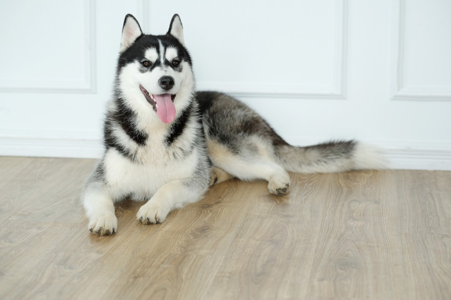 Happy Siberian Husky resting on the wooden floor