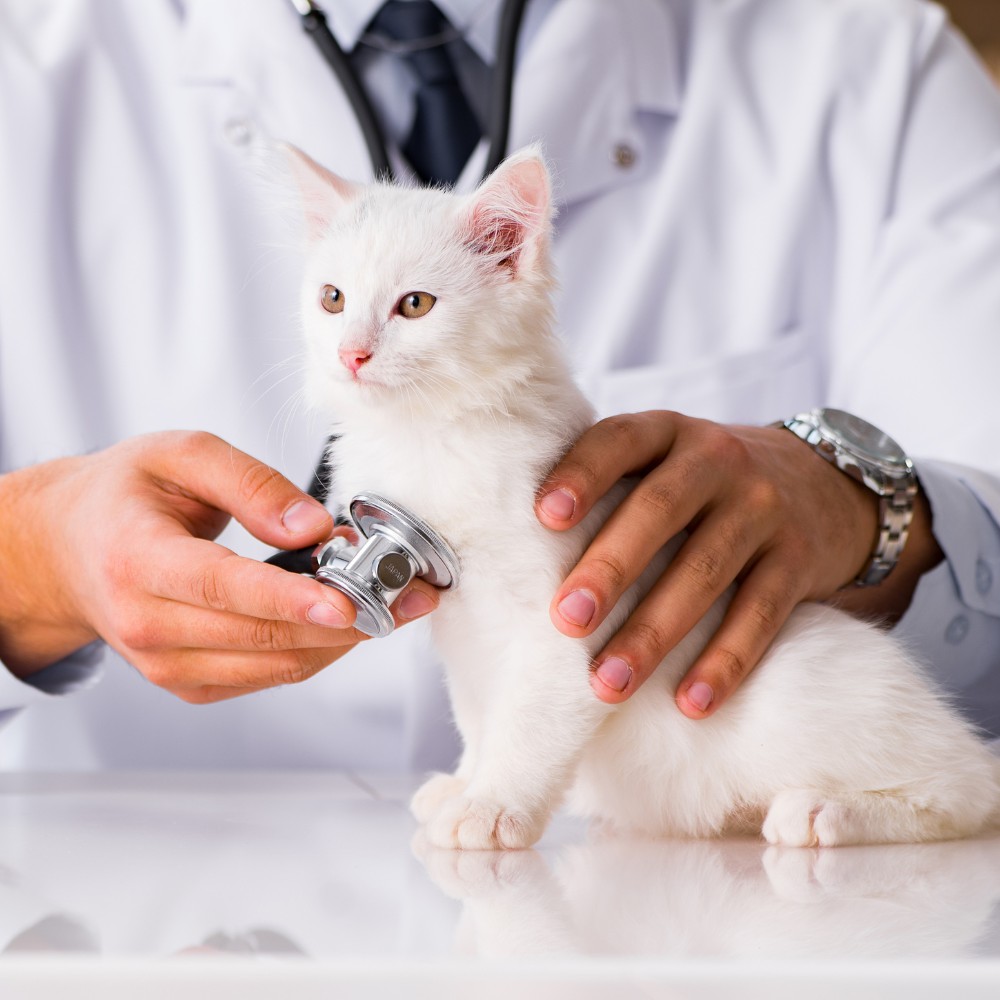 White kitten being examined by a veterinarian