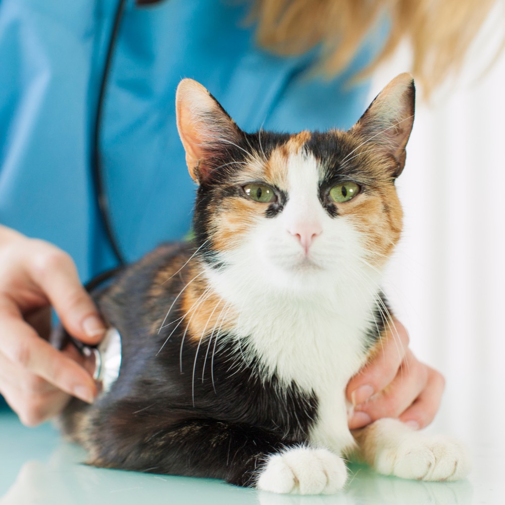 Calico cat being examined by a veterinarian