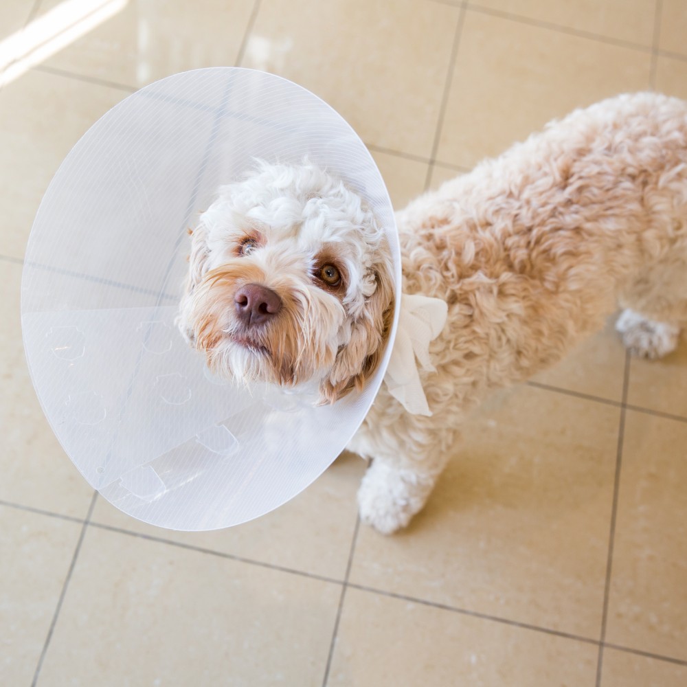 Curly-haired dog wearing a protective cone