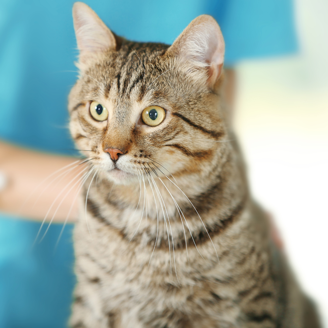 cat sitting on a vet exam table next to a veterinarian